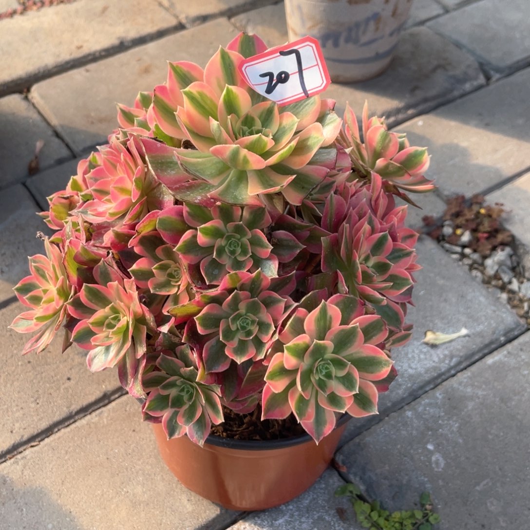 粉女巫老桩手捧207