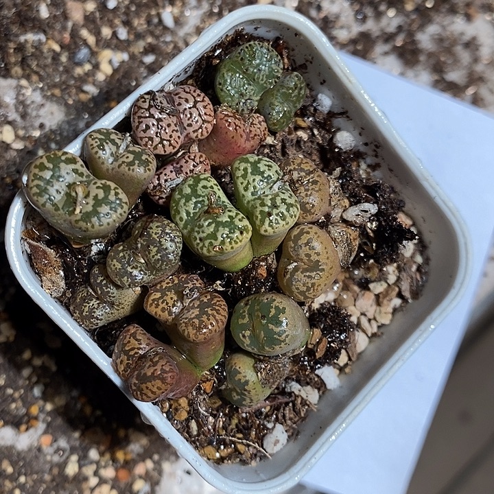 28347。  一组彩勋章。   