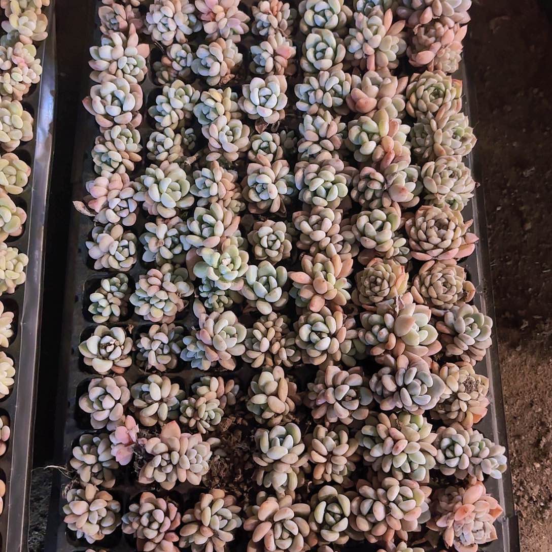 直播一物一拍多肉332