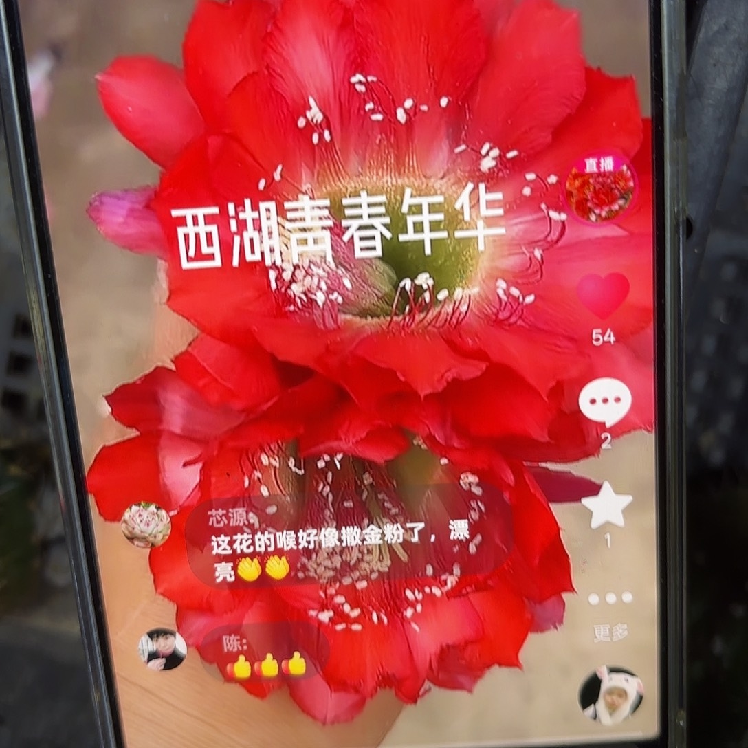 青春年华彩5公分侧牙20包邮1 0