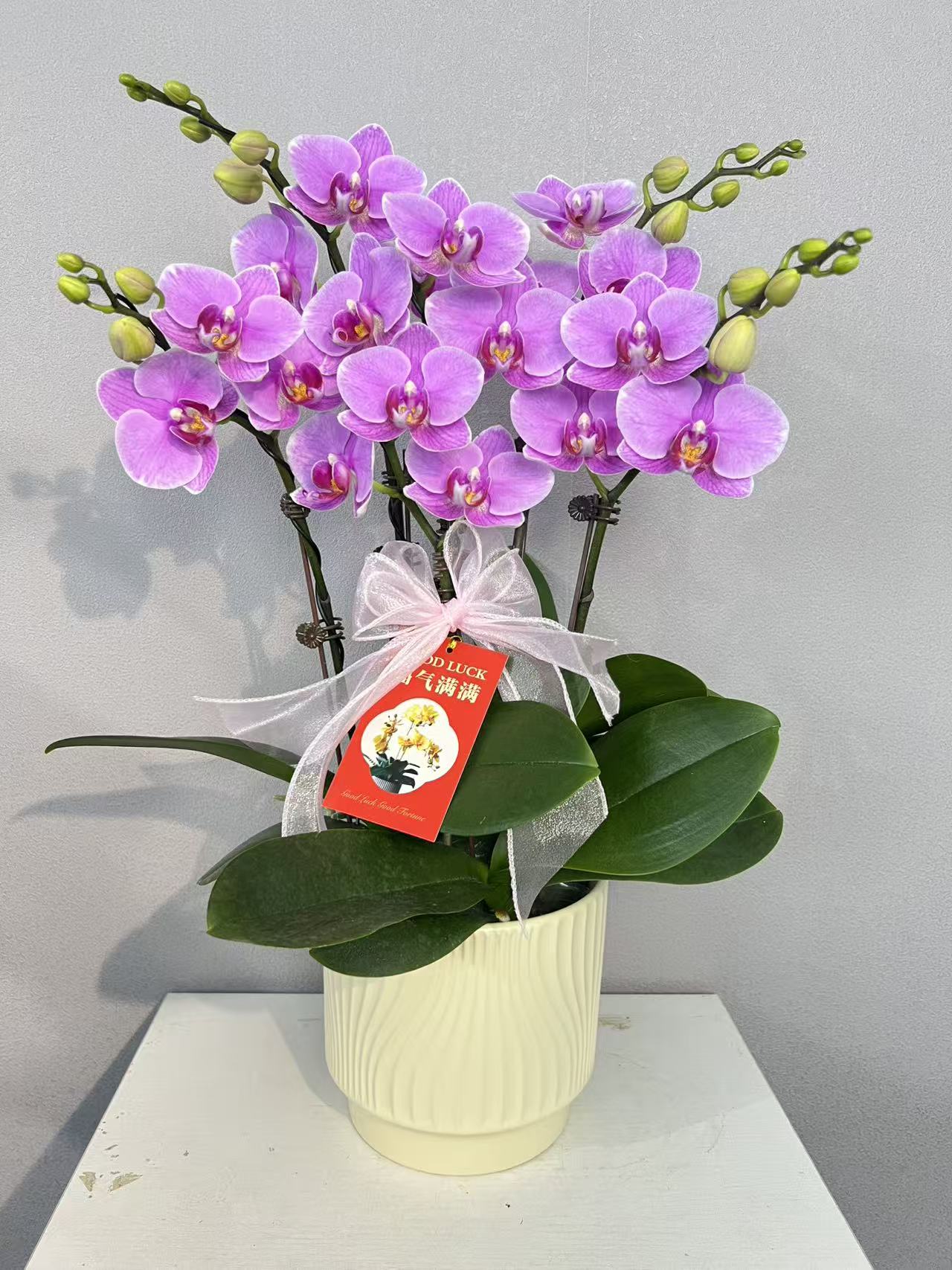 《紫蝶》蝴蝶兰艺术组盆鲜花摆设高端花卉