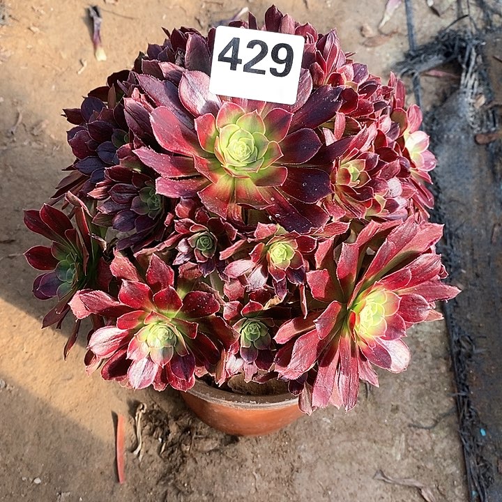 法师植物一物一拍