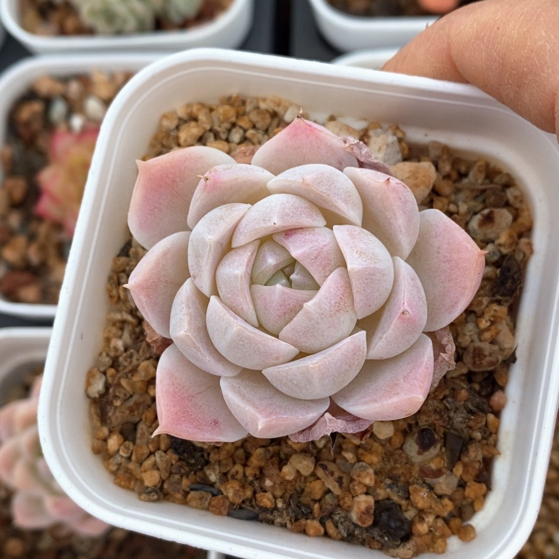 精品多肉一物一拍不包整25