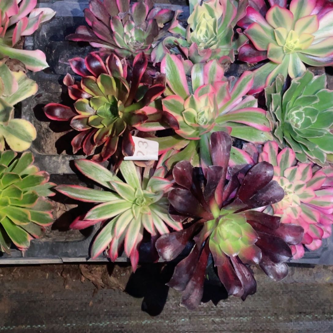 多肉植物组合10颗523