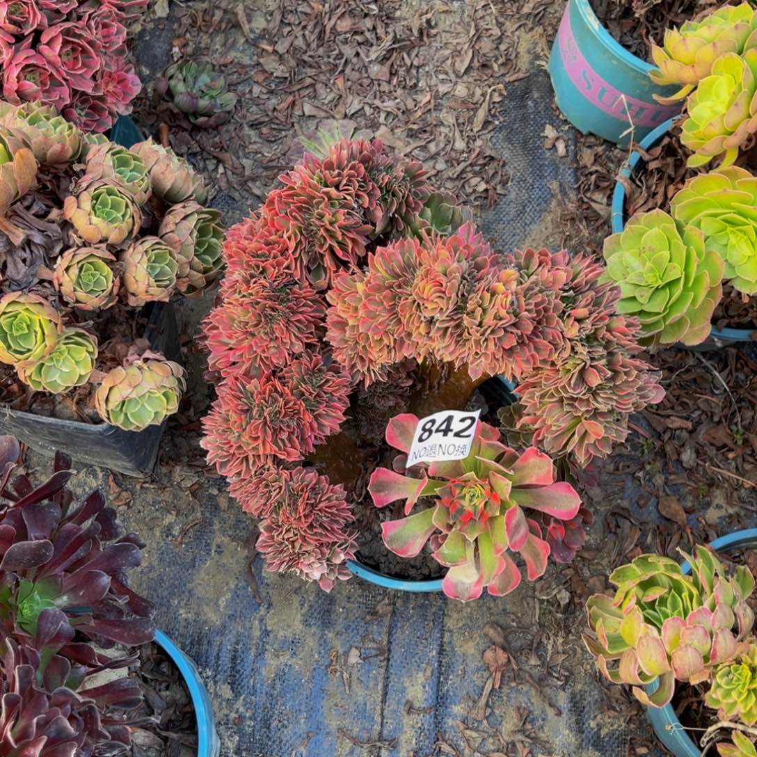 香妃法师缀化1-15