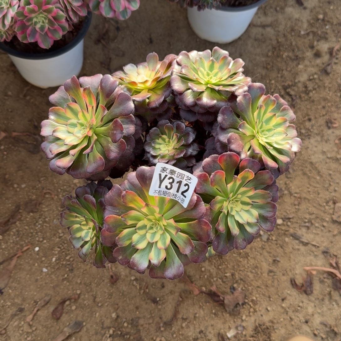 312越婵官服22左右2