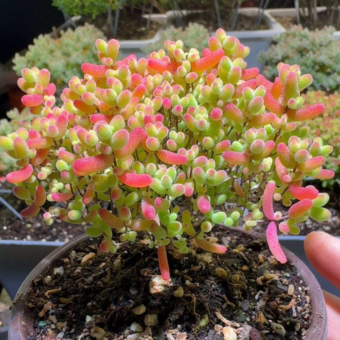 蜜桔糖球枝干番杏461
