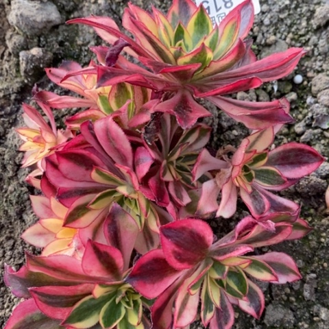 815魅影砍过母本满25包邮多肉