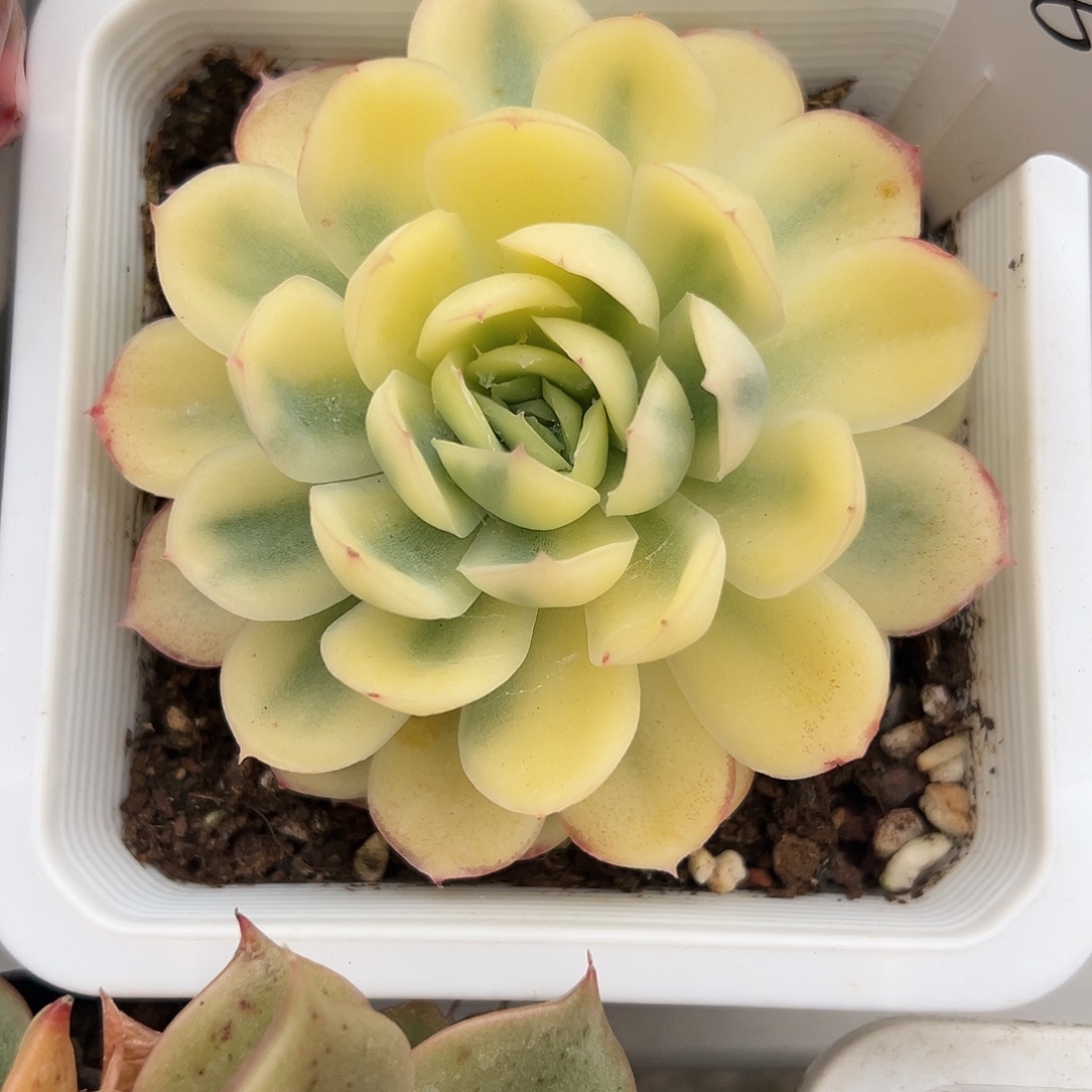 草莓冰锦多肉植物