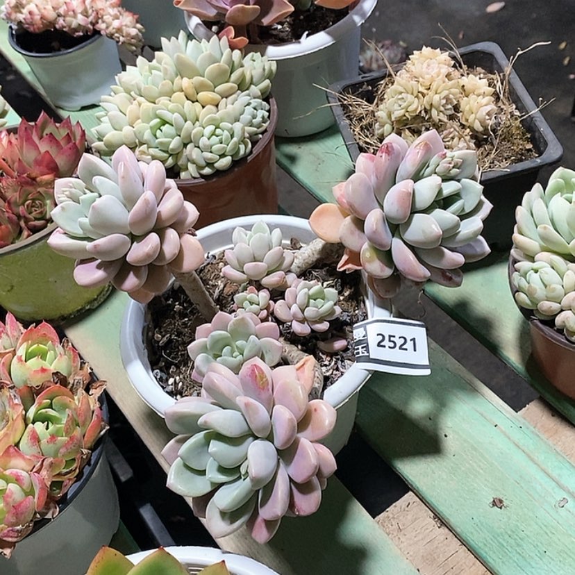 【闪购商品】花斑鹿2521