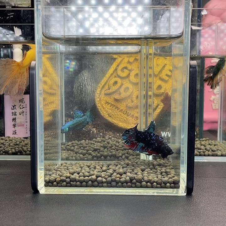 斗鱼01号924早暗黑