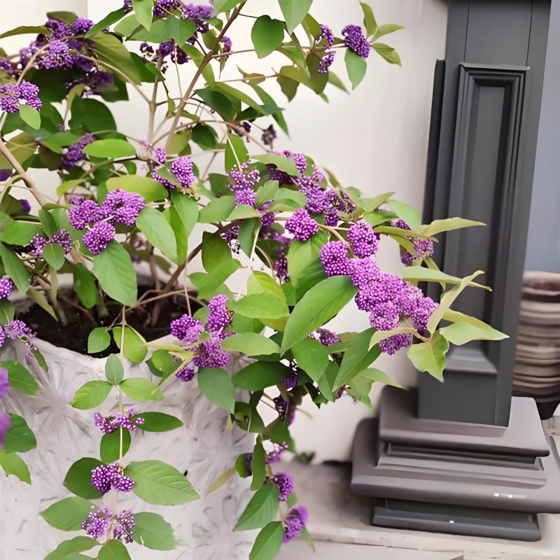 紫珠盆栽多年生耐热耐寒阳台庭院观赏植物盆景花园别墅种植好养活