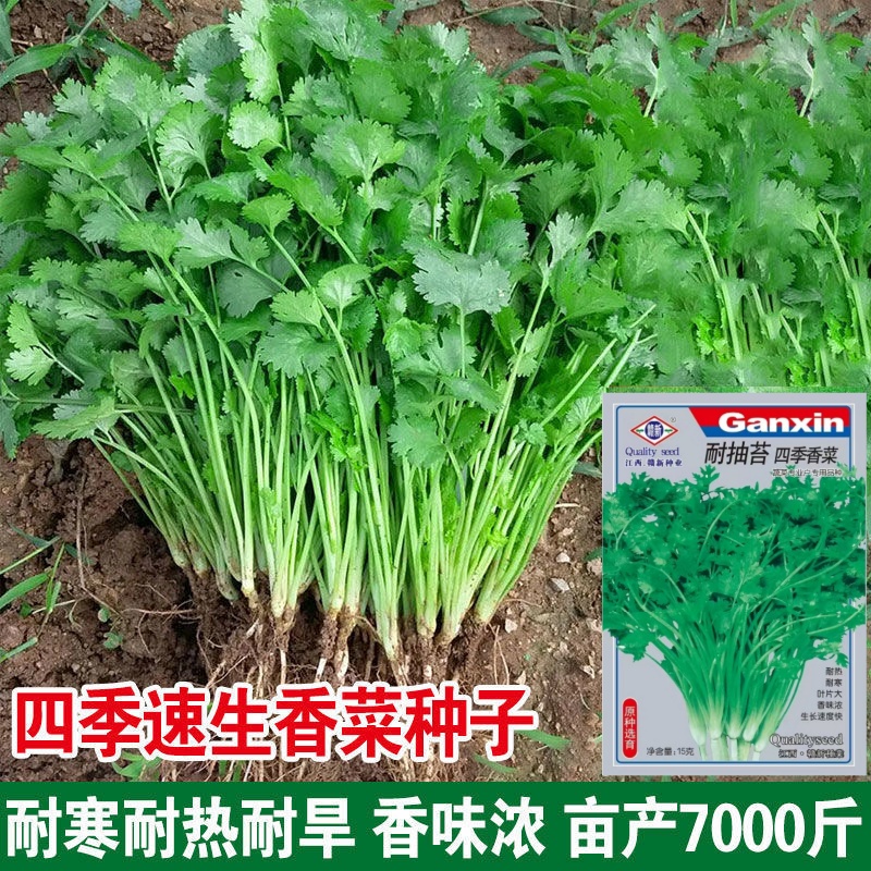 【5包】四季大叶小香菜籽易种阳台室内盆栽小香菜种子耐热耐寒