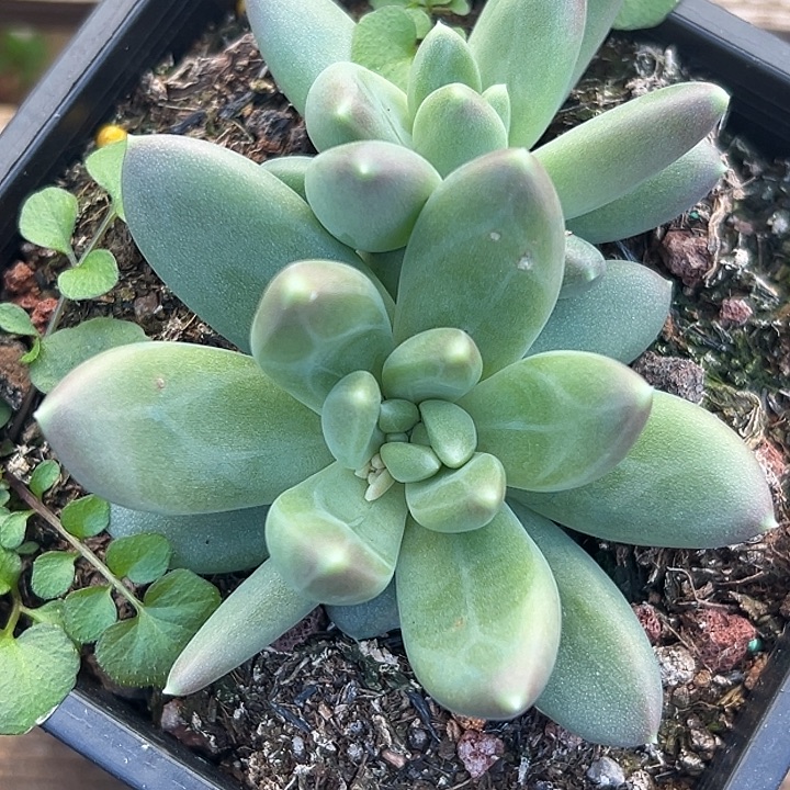 美人杂交特价一物一拍