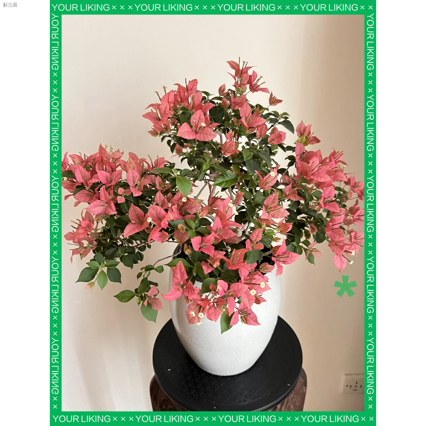 【布里扎】三角梅盆栽花卉四季勤花好爬藤植物带土带叶三角大棵