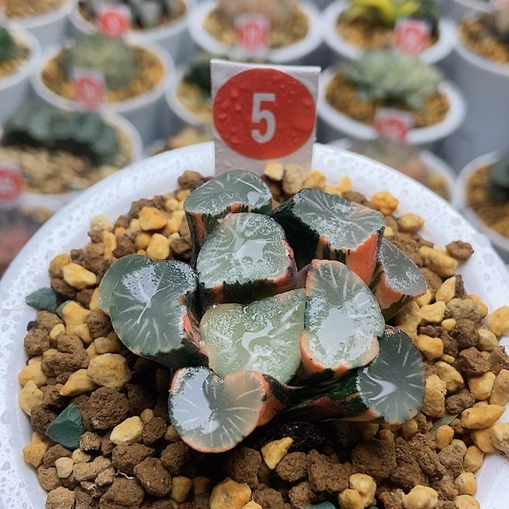 虾***心5实生万象锦111111