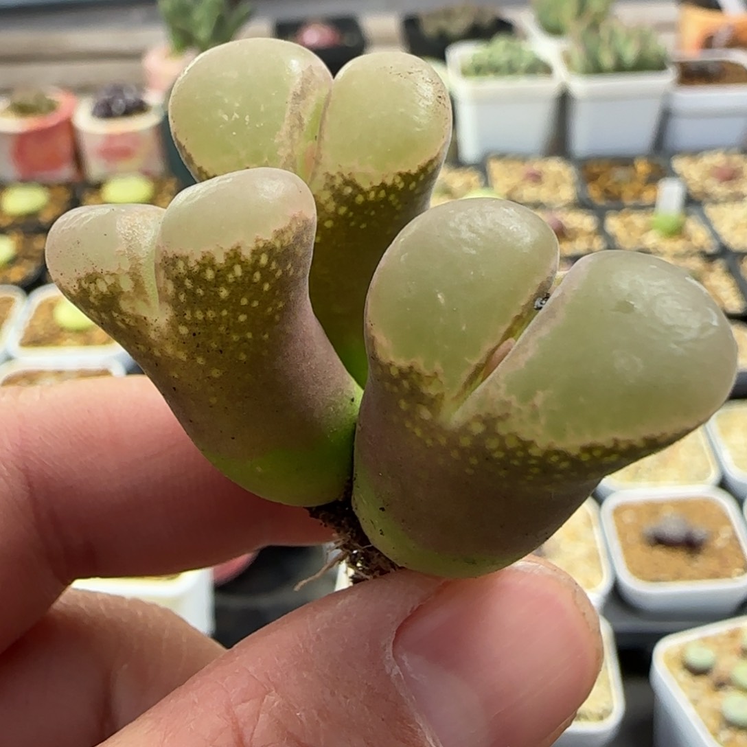 2.6号多肉红风铃群42号