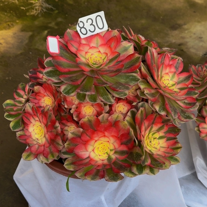 *****000000000830荔枝