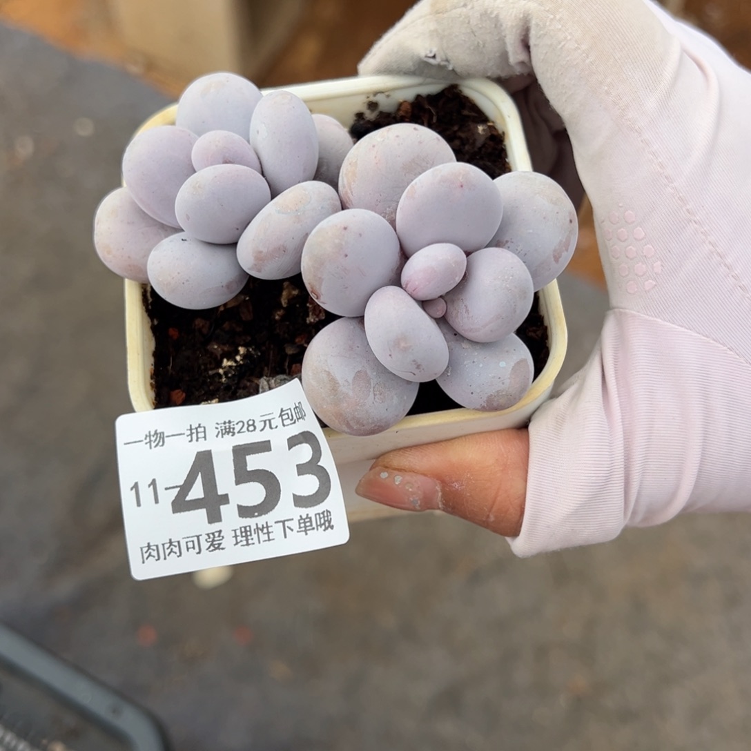 奶酪多肉多肉多肉多肉