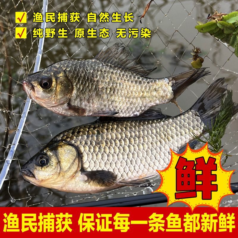 （活发保鲜不保活）每斤大概8-12条小号鲫鱼通货微山湖野生土鲫鱼