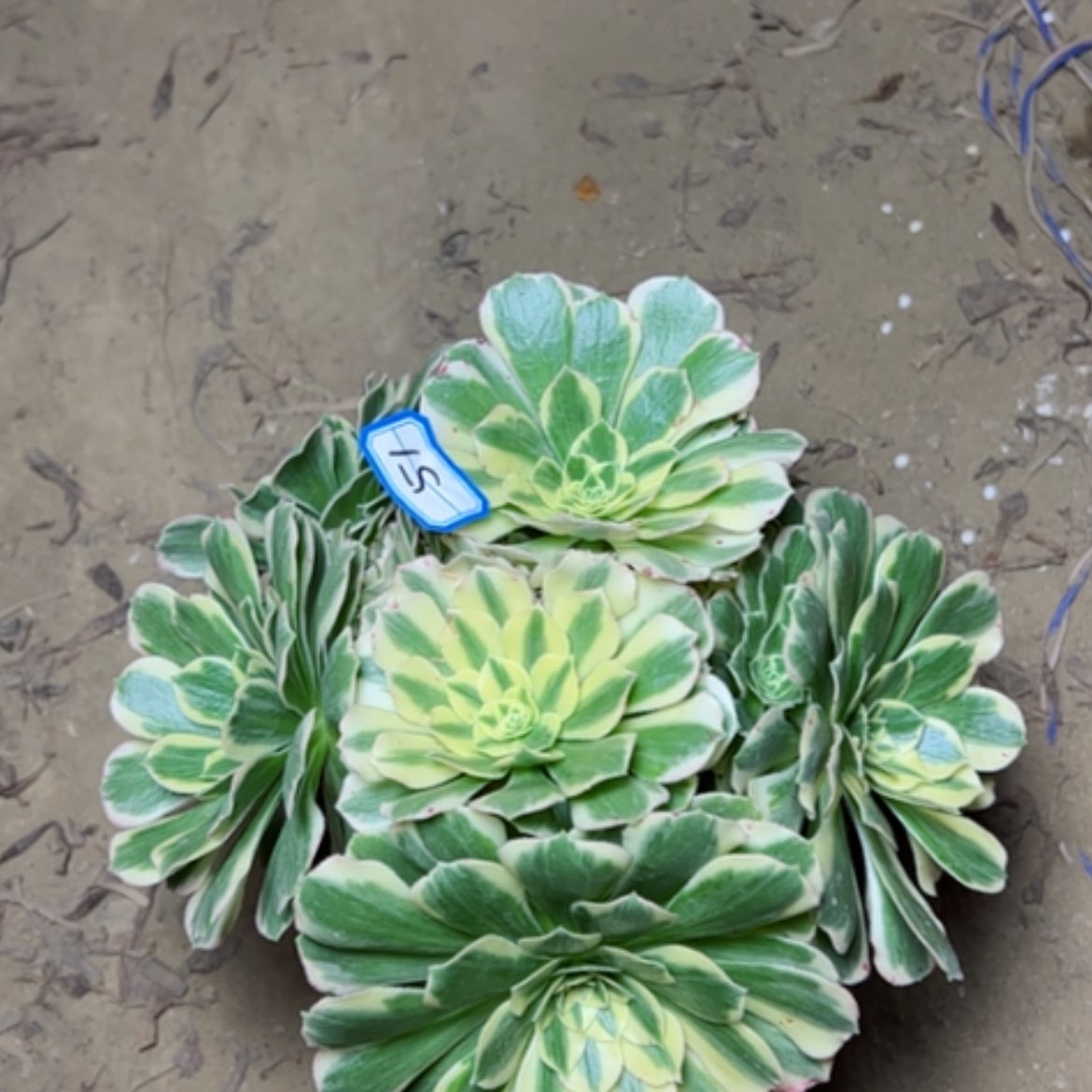 【闪购商品】玉***?迈八赫51