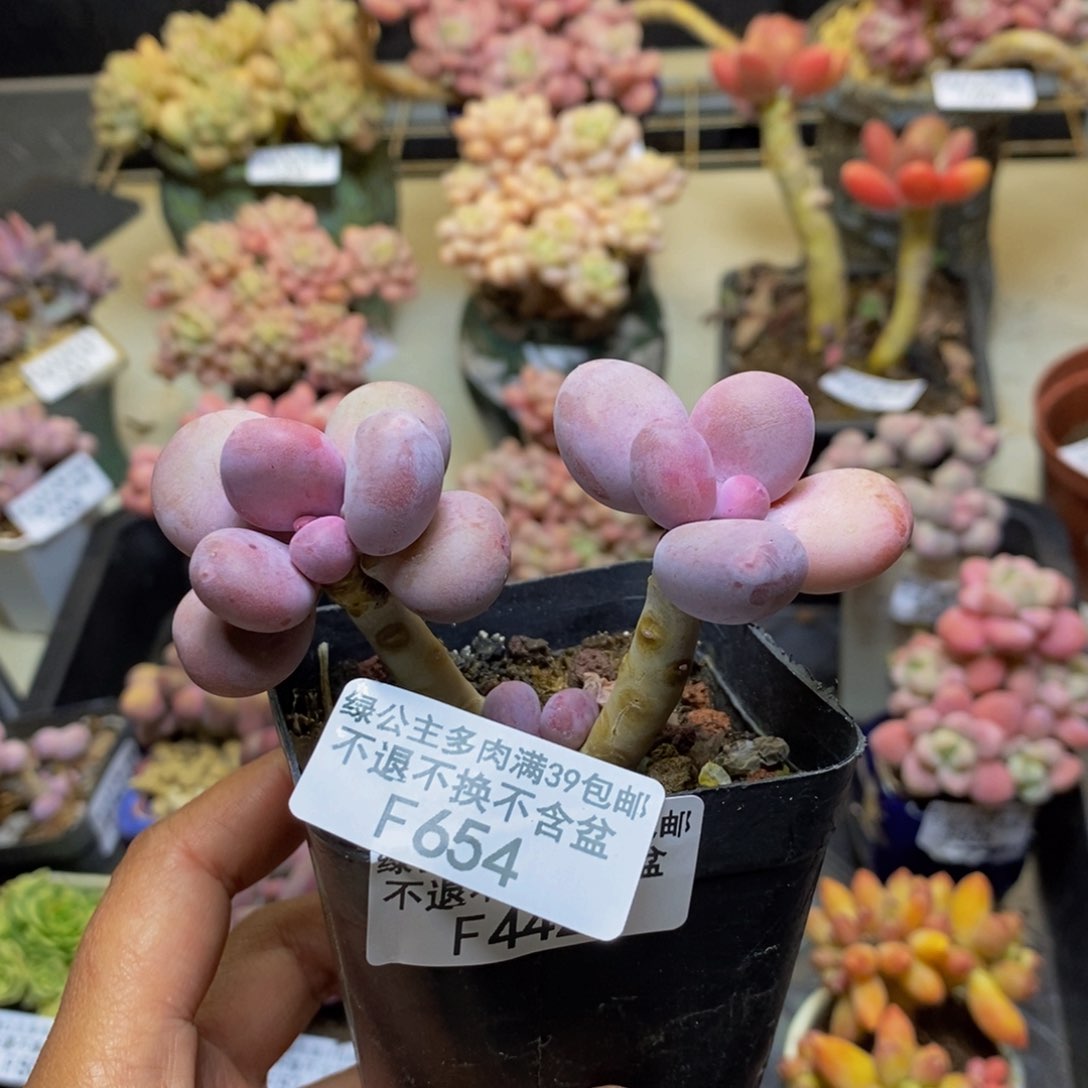 654彩虹奶多肉5c m