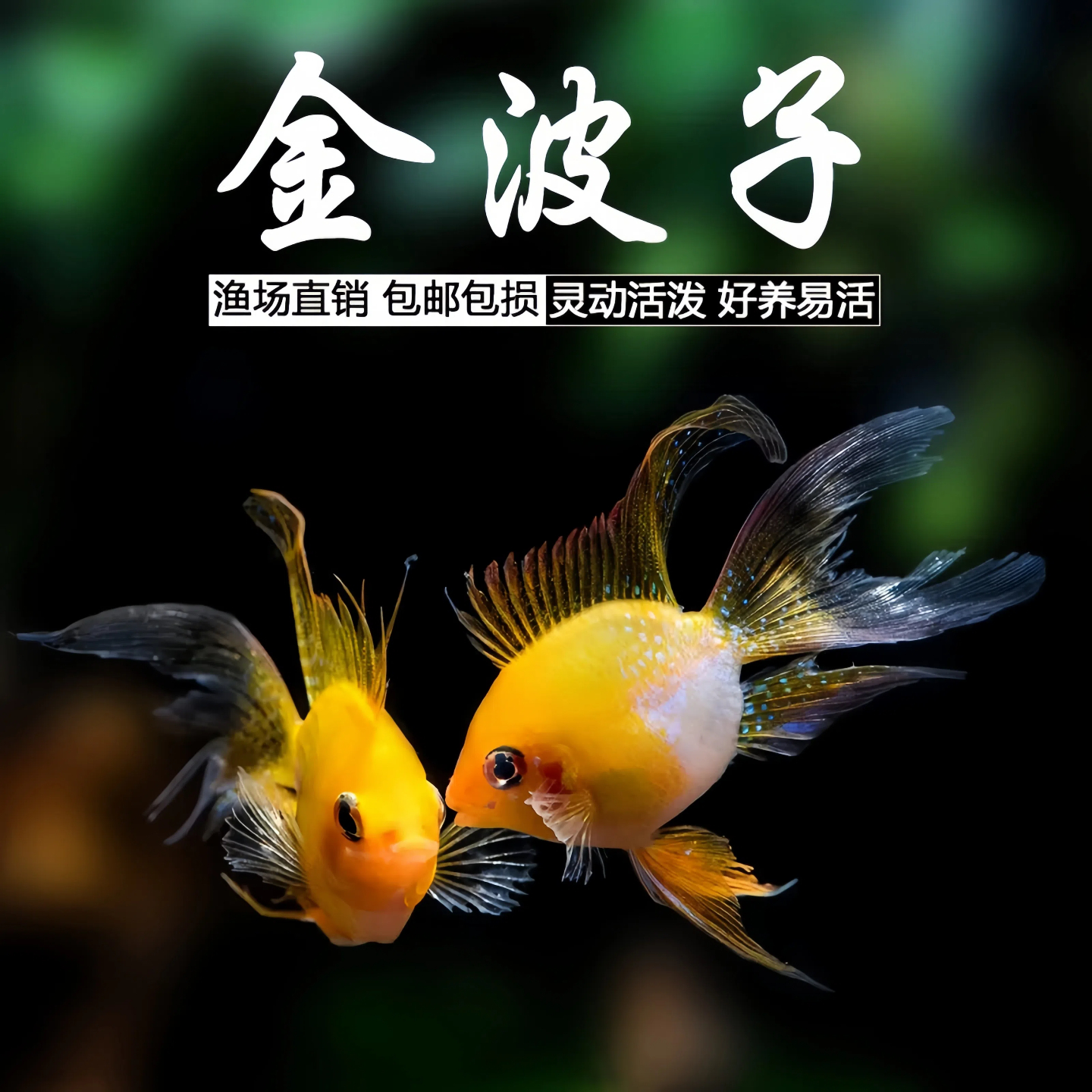 桃心金波子蓝波子阿凡达短鲷小型热带观赏鱼活体