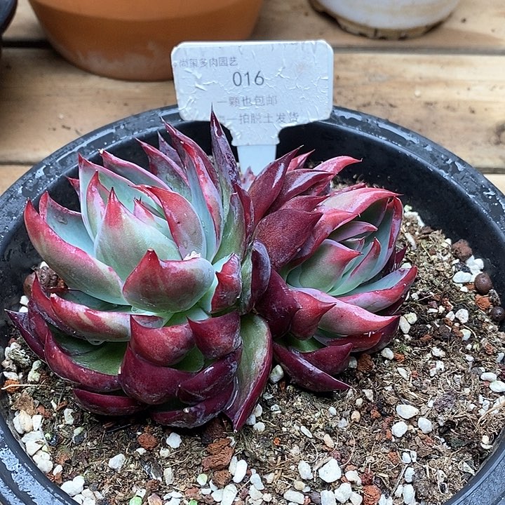 惊鸿仙子双头016