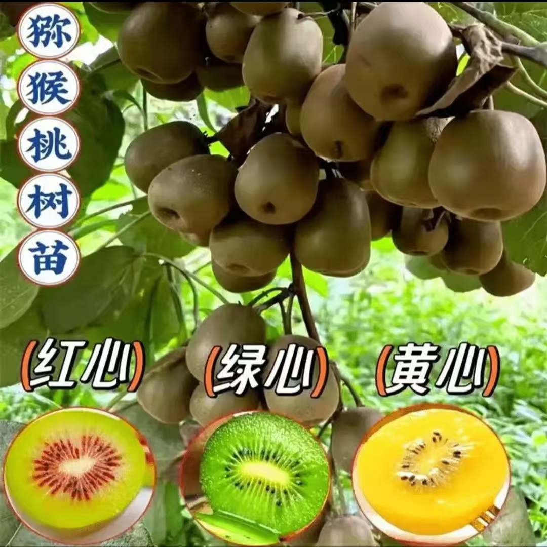 红心黄心绿心猕猴桃当年结果盆栽天气地栽南北方种植猕猴桃树苗