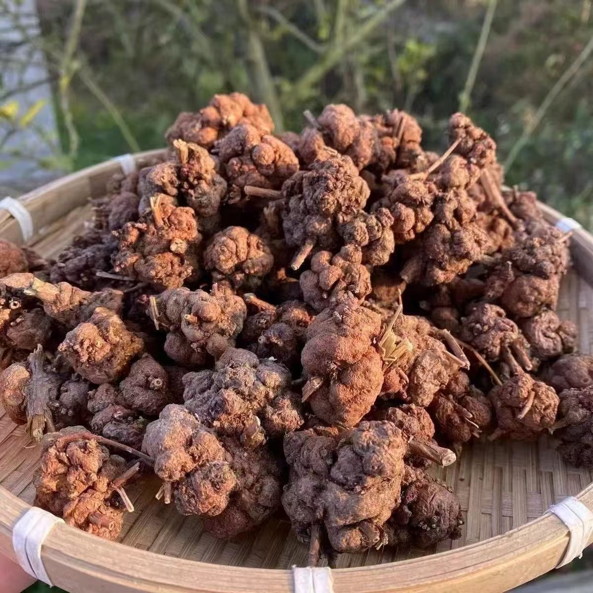 优质新货清留果500克