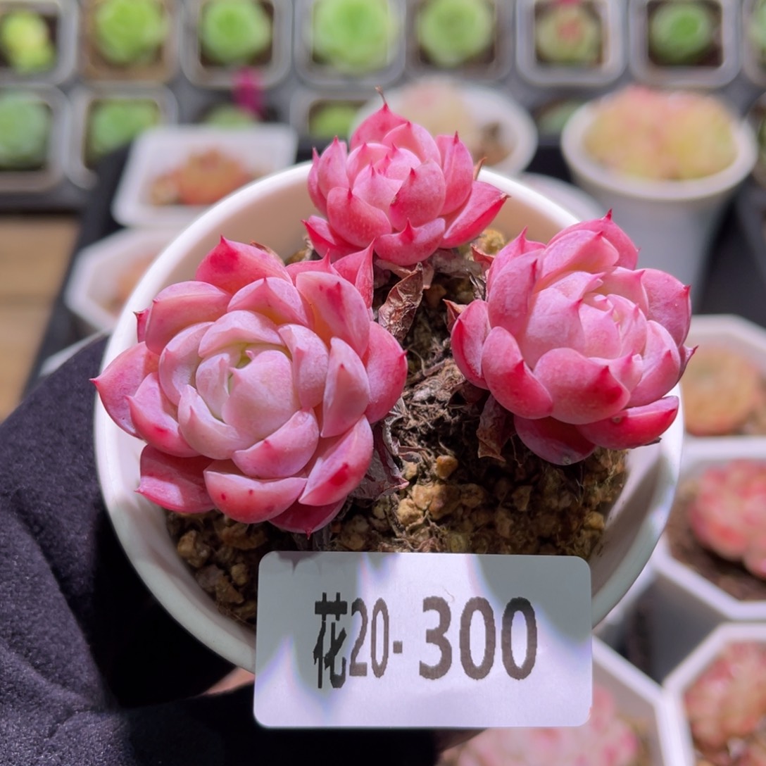 花利美20-300孤星