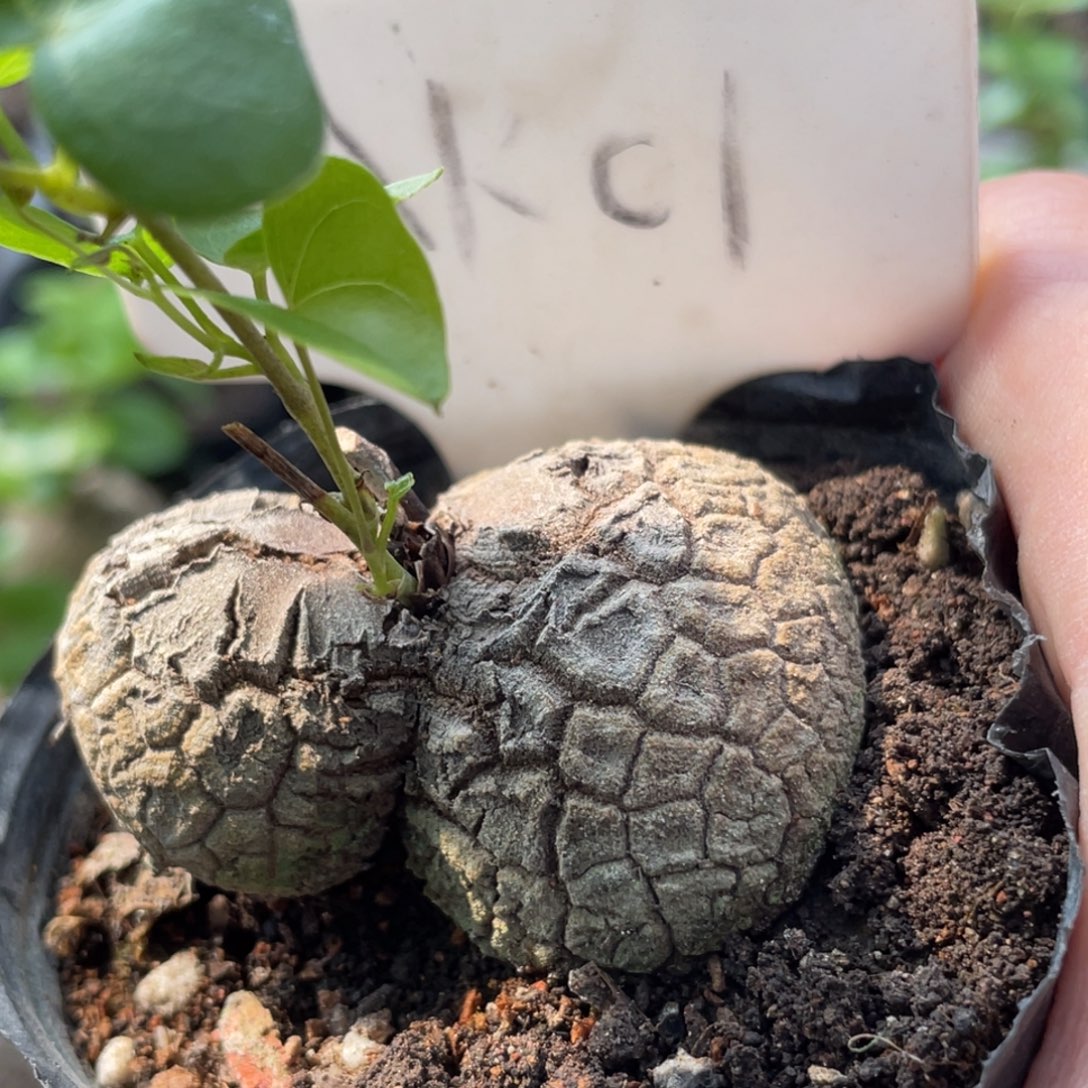 花生型，龟甲龙，不退不换