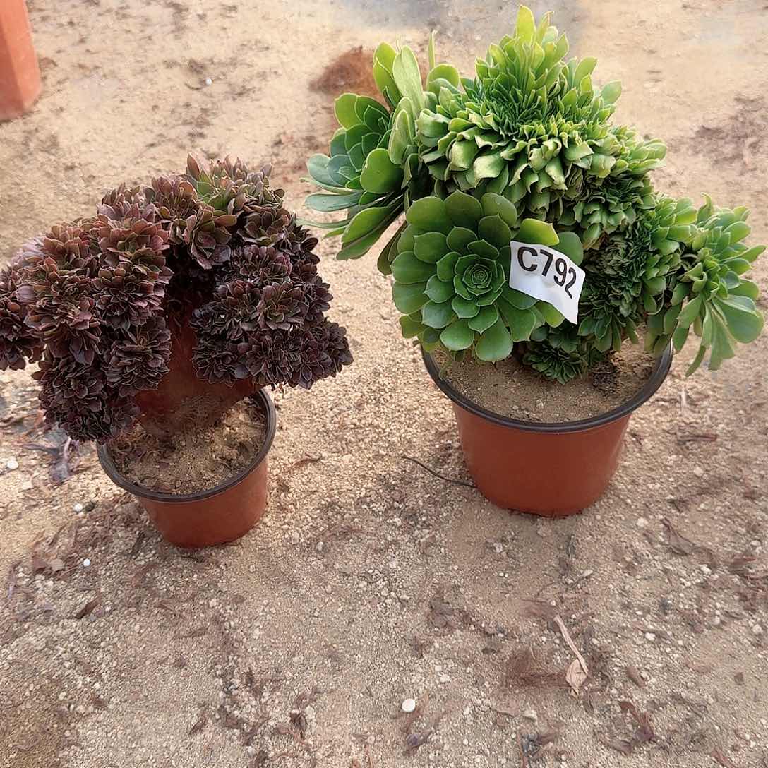 792绿缀玫瑰共2颗