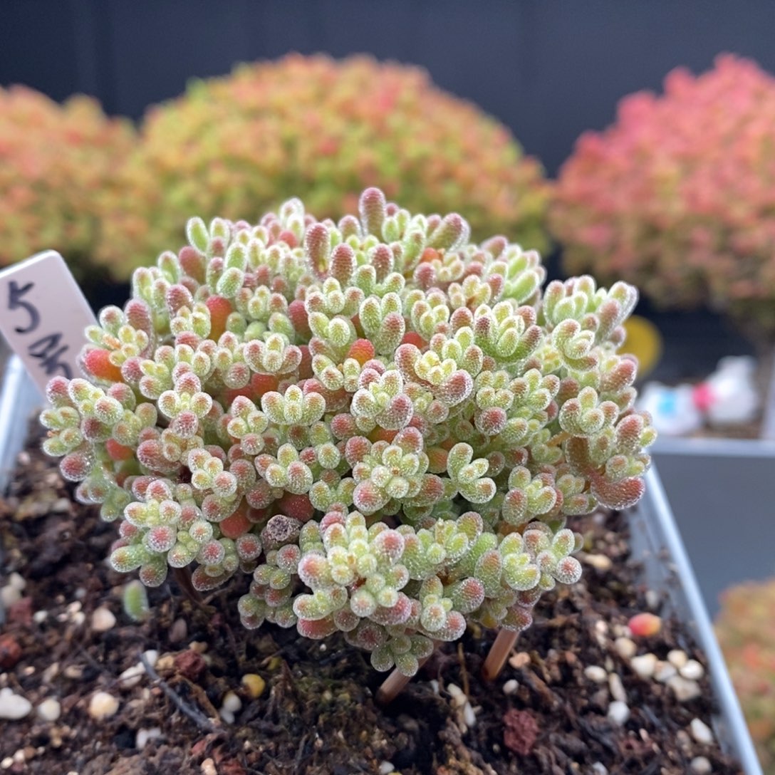 无花朵12号实生冰晶枝干