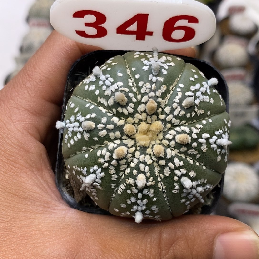 346福利特价来了哦