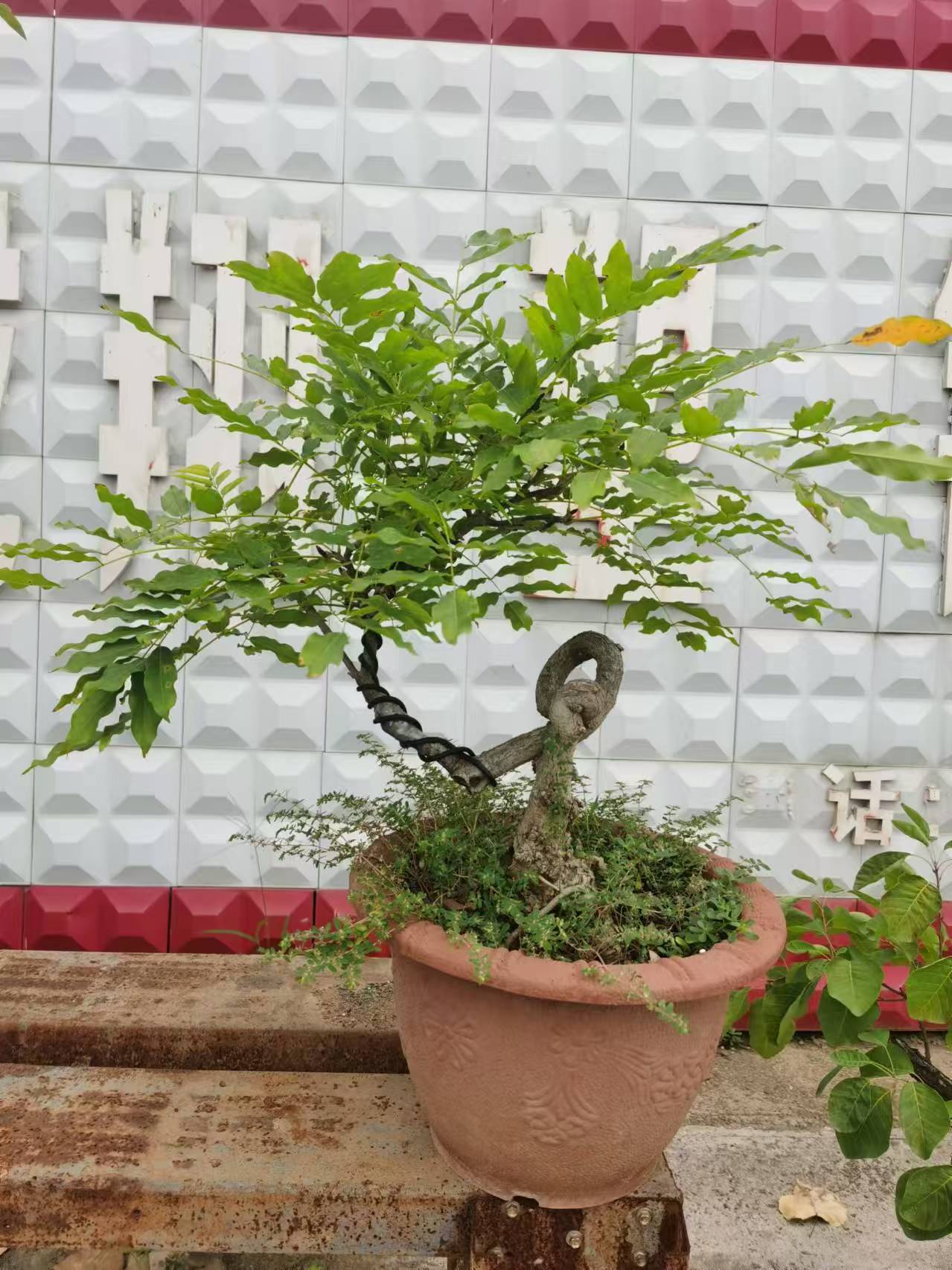 香山红叶 月季花 木本类花卉