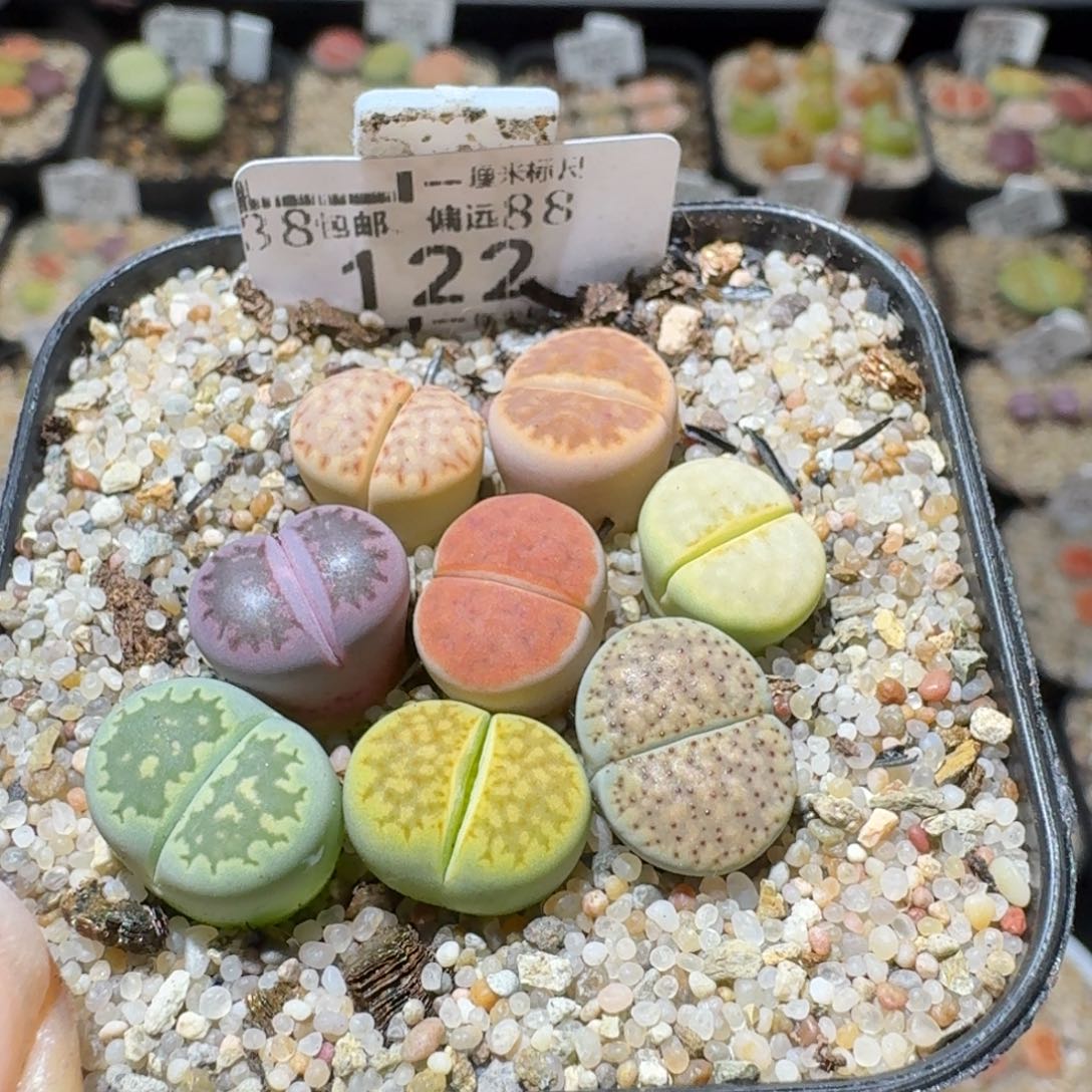 Sss生石花清货价122