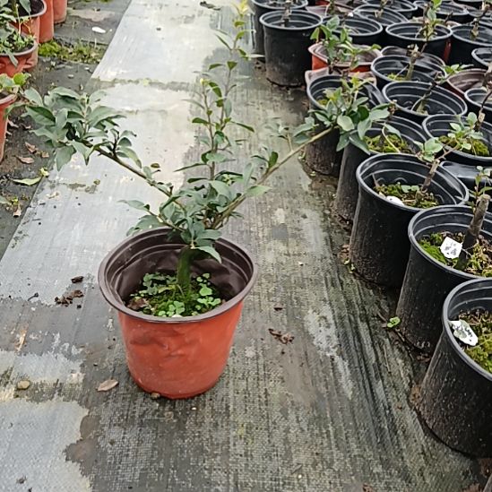 无花朵金弹子盆景园长