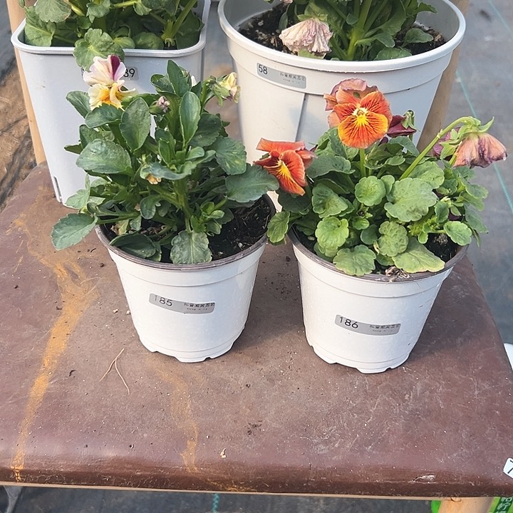 木抖音直播闪拍185/186