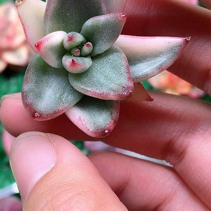 红**升东云东云一物一拍