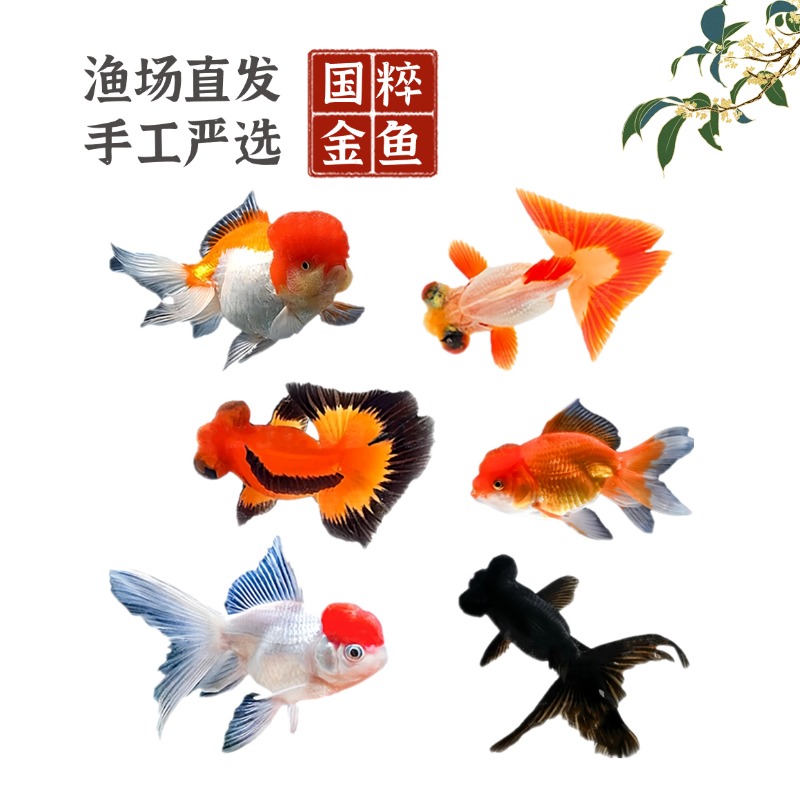 福利红狮子头鸿运当头金鱼黑龙睛冷水观赏鱼好养耐活小型宠物鱼