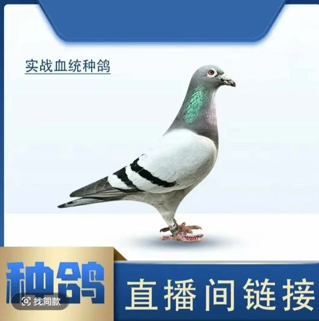宠物鸽信鸽种鸽幼鸽詹森血统鸽大鼻子天落鸟公母可选