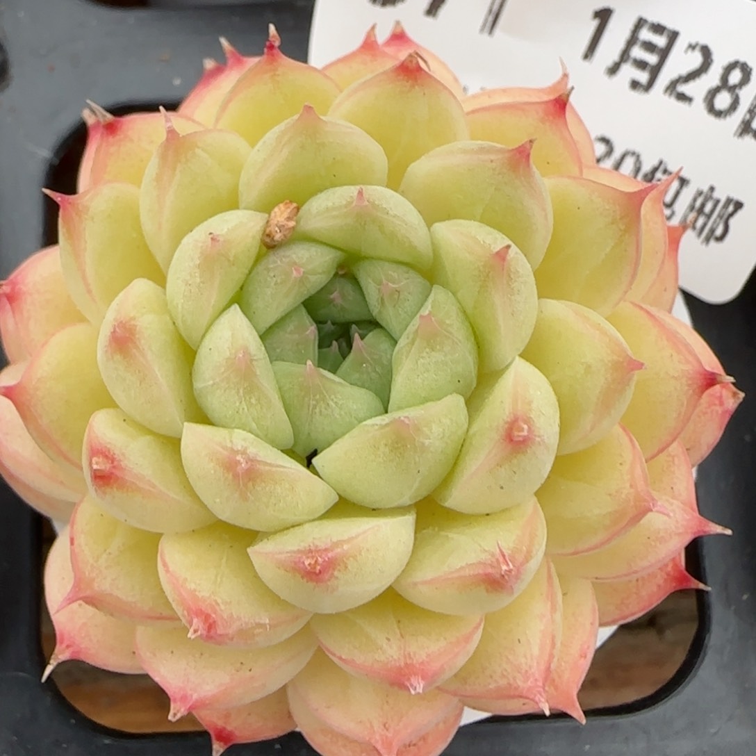 花语逸镜0128-371