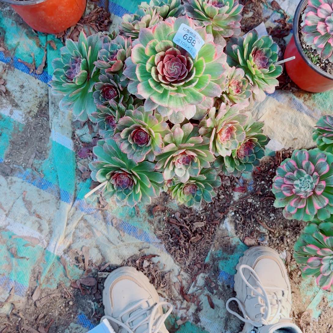 半夏法师多肉688