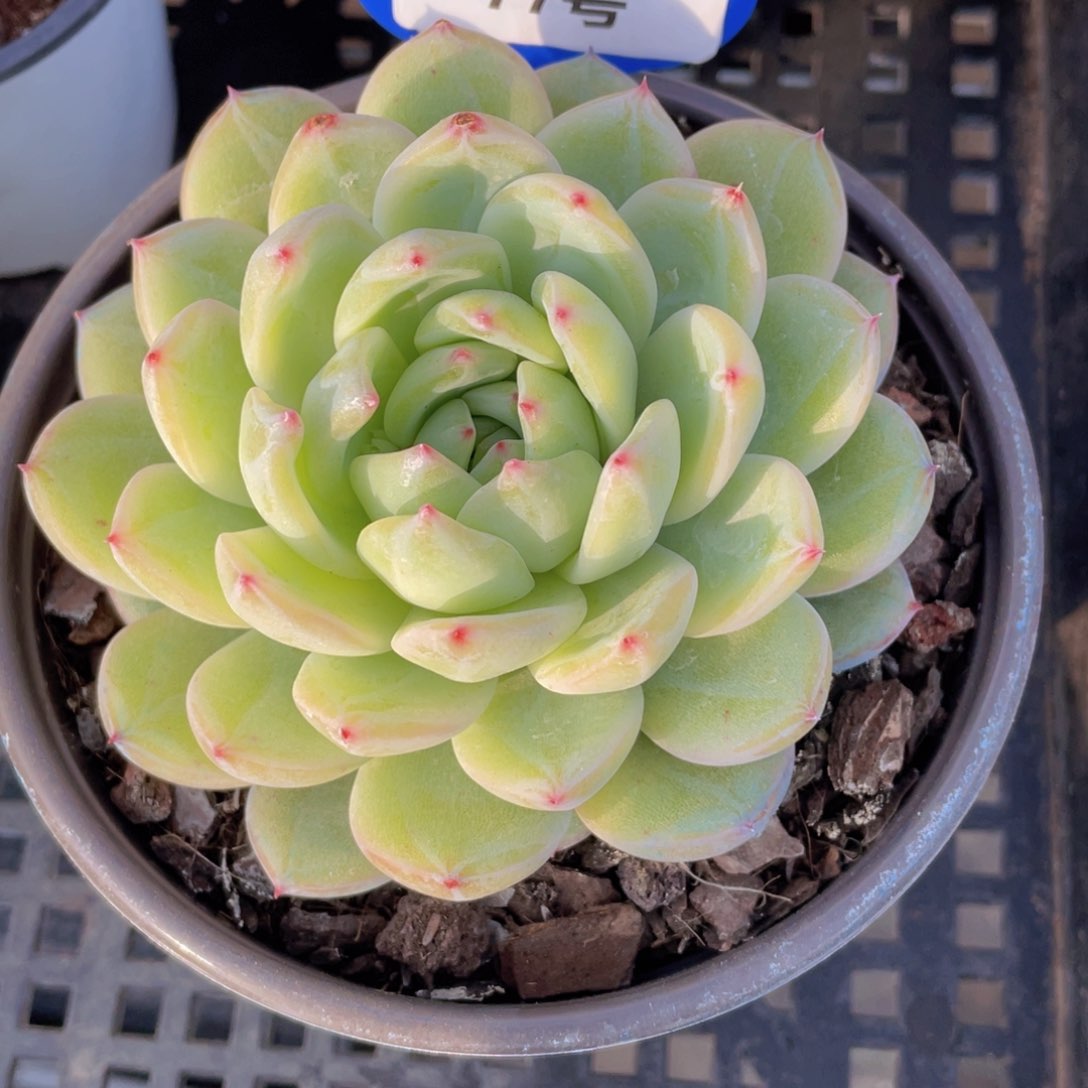 77号 母本雪花珍妮单头一个