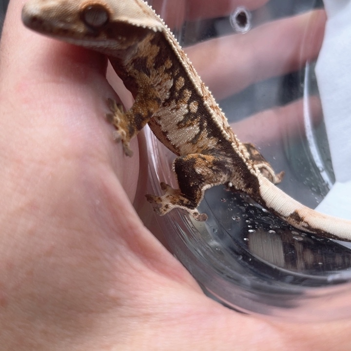 睫角守宫奶油超三