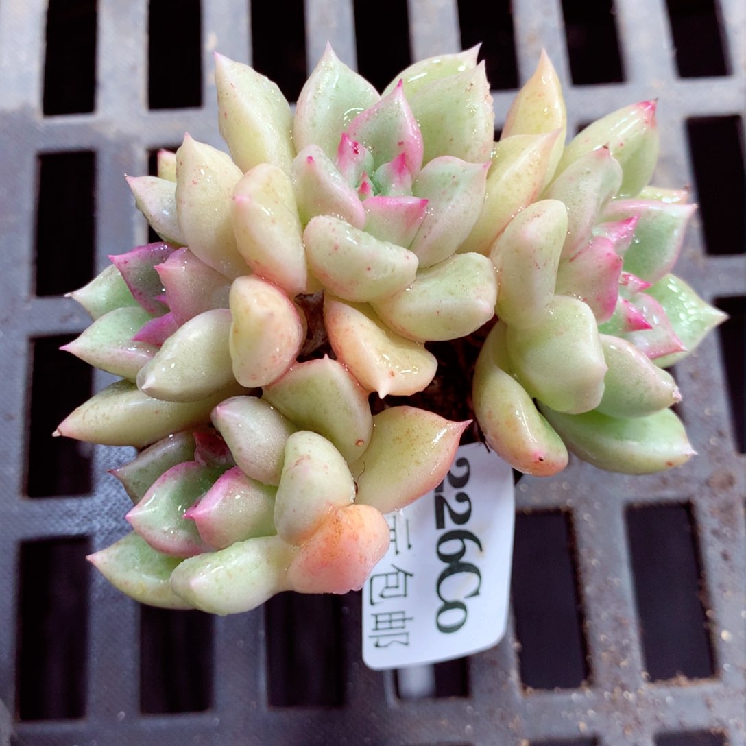 5厘米盆精控多肉226