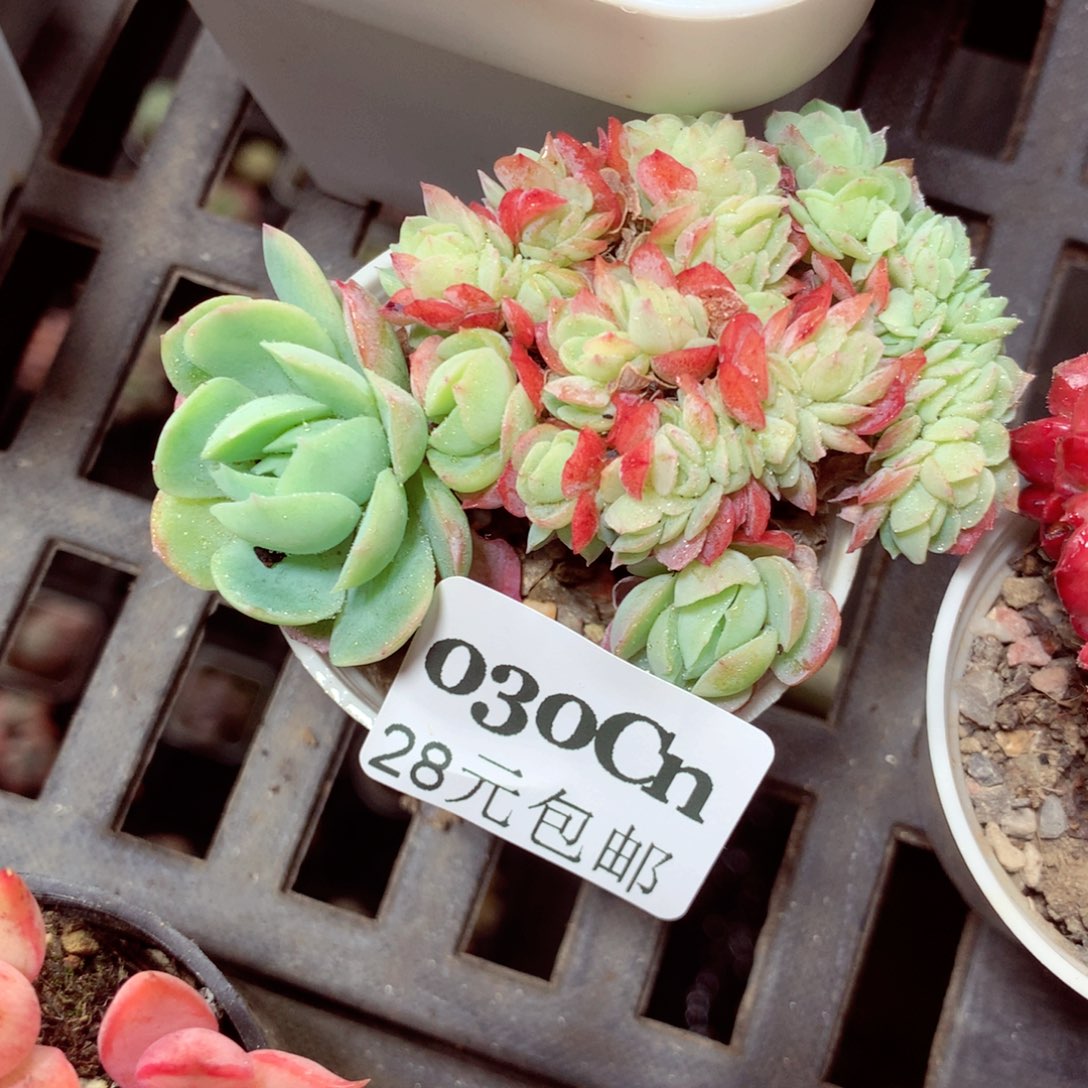 5厘米盆精控多肉0030