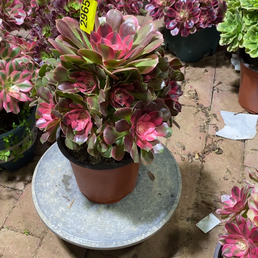 香妃多肉植物2965