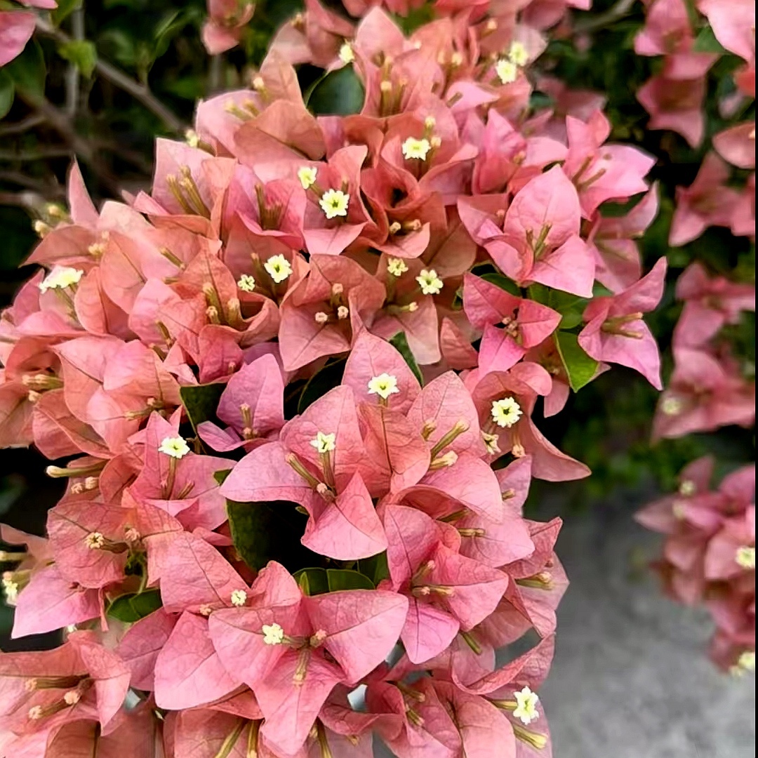 ｛索罗门｝能开花中花，四季勤花，三角梅！